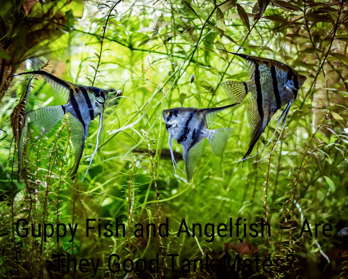 Guppy Fish and Angelfish - jó harckocsitársak?
