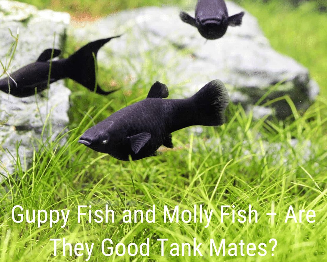 Guppy Fish és Molly Fish - jó harckocsitársak?