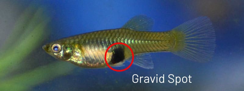 Női guppy gravid folt.