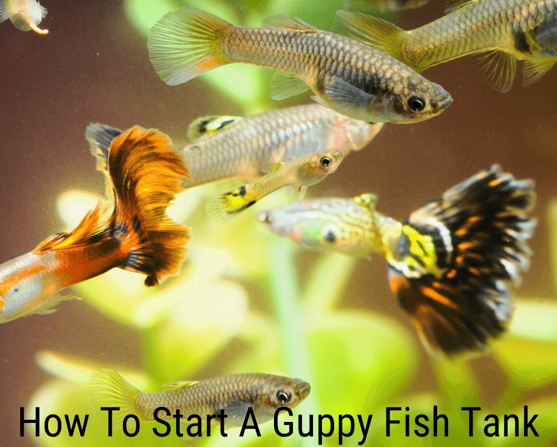 Hogyan lehet elindítani egy Guppy haltartályt?