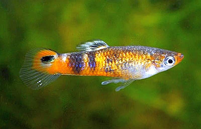 Narancssárga guppy.