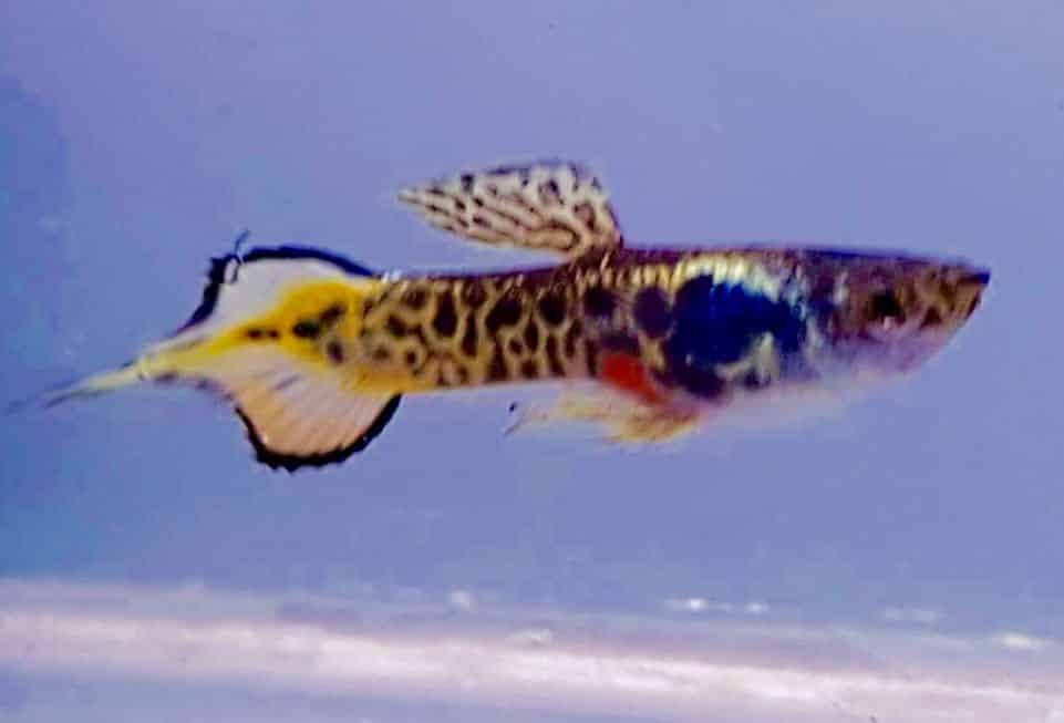 Pin Tail Guppy.