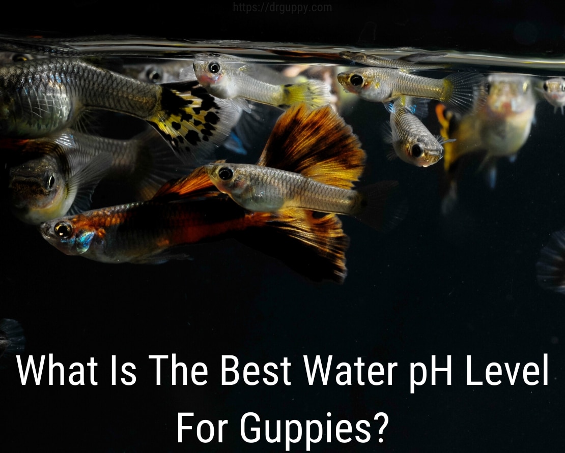 Guppy Fish Water PH szint - ideális szám