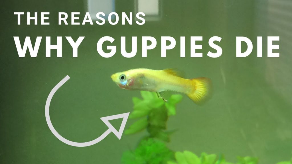 Miért halnak meg folyamatosan a guppiaim?