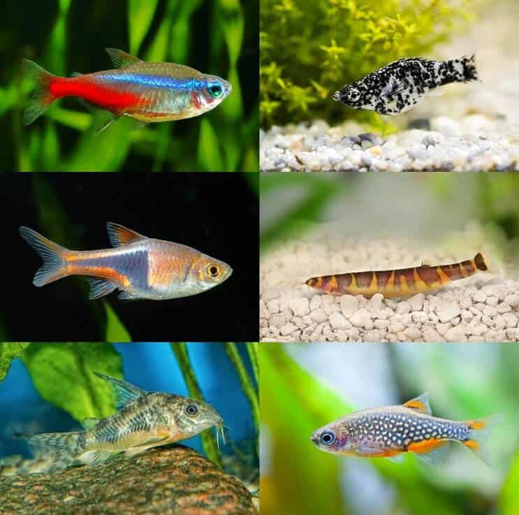 A legjobb Betta tartálytársak