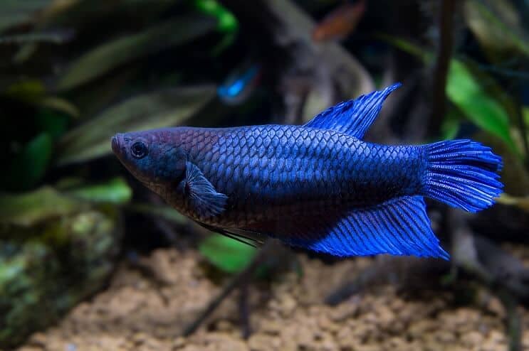 Nő Betta Fish