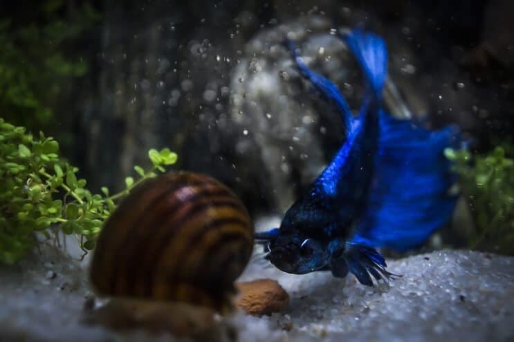 Betta és Csiga