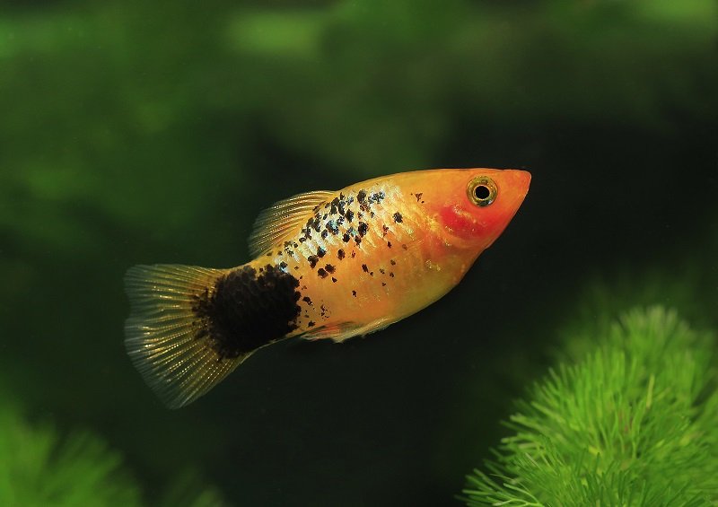 A-Guide-to-Fin-Rot-kezelés