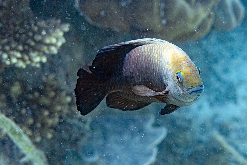 A-Guide-to-Fin-Rot-kezelés