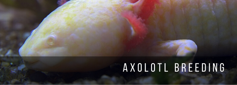 Axolotl tenyésztés