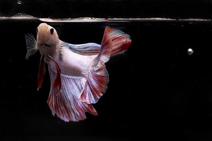 Betta Halevés