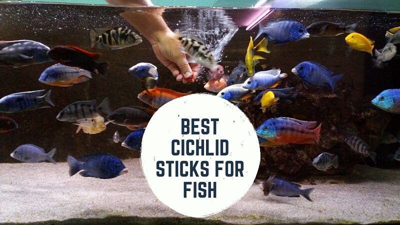 A legjobb Cichlid botok a halak számára 2020 (vélemények és összehasonlítás)