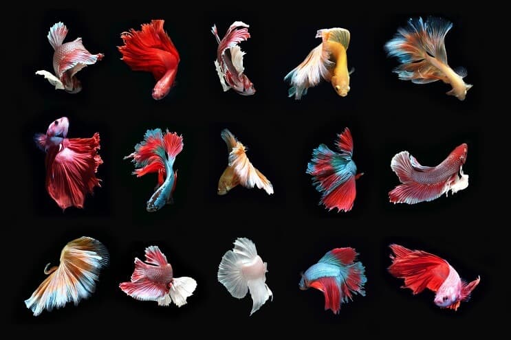 A Betta Fish típusai