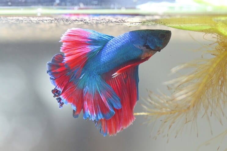 Betta Fish készítő buborékfészek