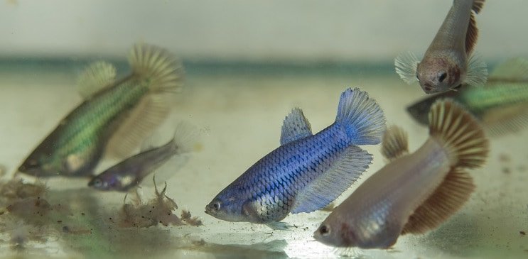 Betta Fry etetése