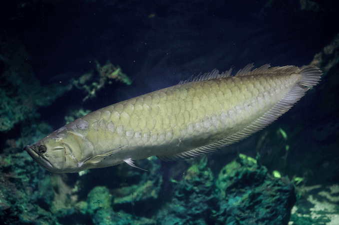 Ezüst Arowana megjelenés