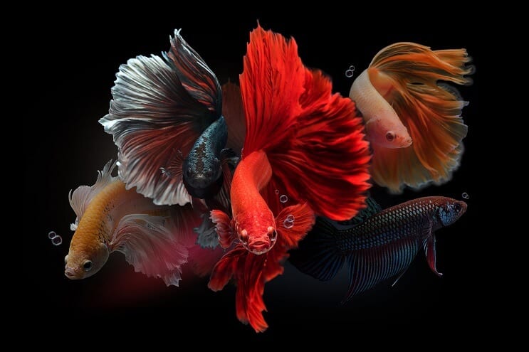 Férfi Bettas