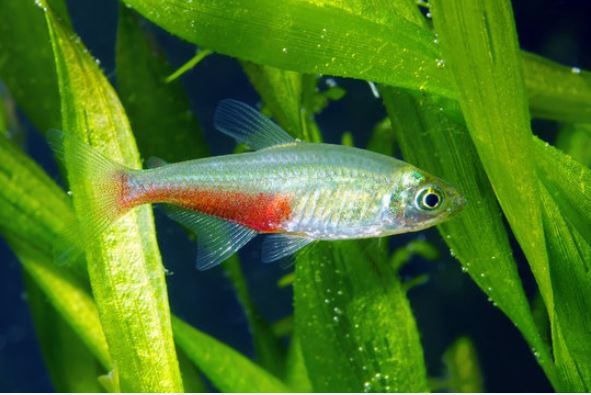 vérfin tetra
