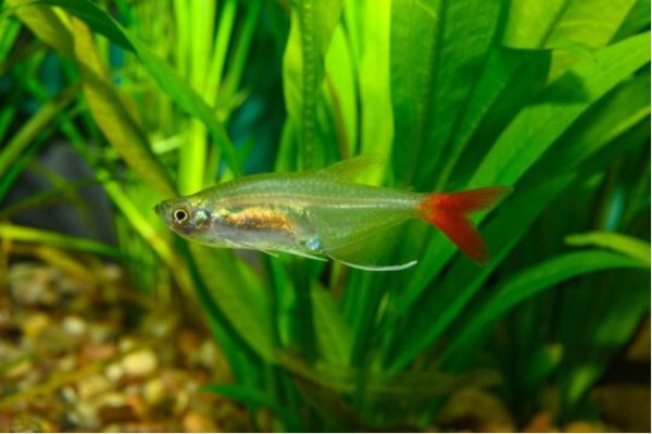 vérfin tetra