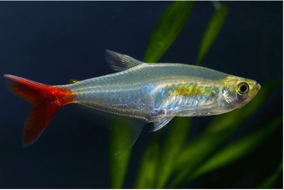 vérfin tetra