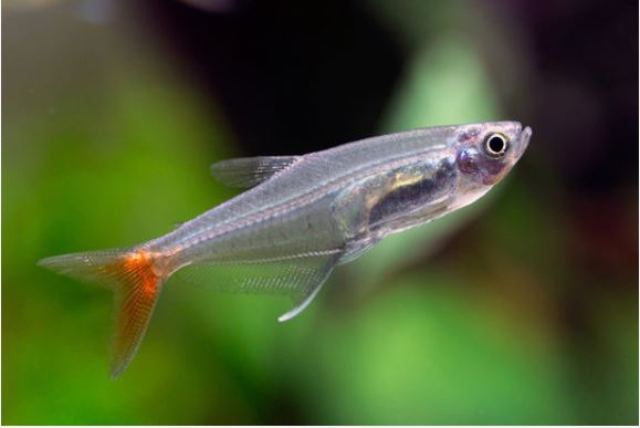 vérfin tetra
