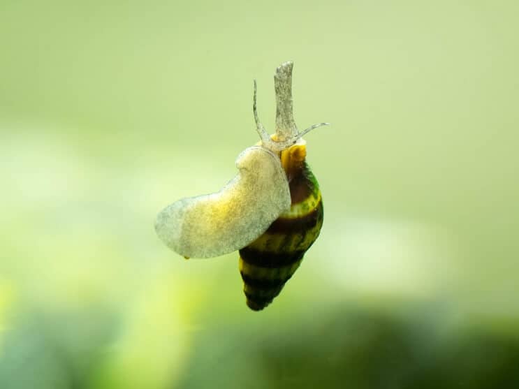 Orgyilkos csiga