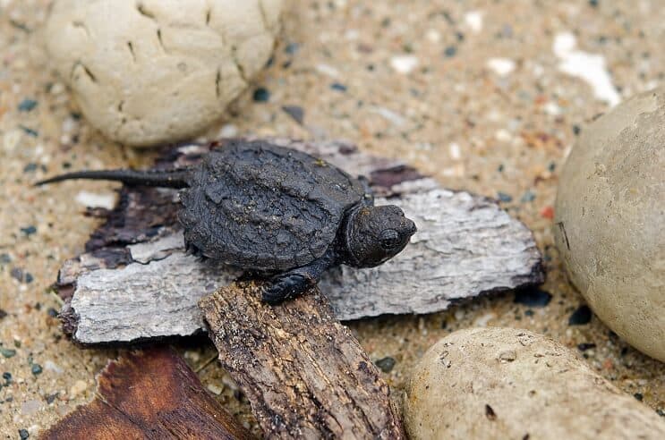 Baby Snapping Turtle: Teljes körű kezelési útmutató és fajtainformációk