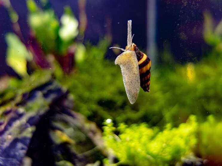 Orgyilkos csiga