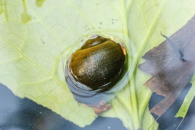 Alma csiga