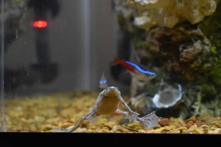 Afrikai Törpe Béka és Neon Tetra