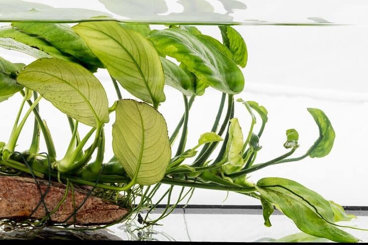 Anubias nana az uszadékfán