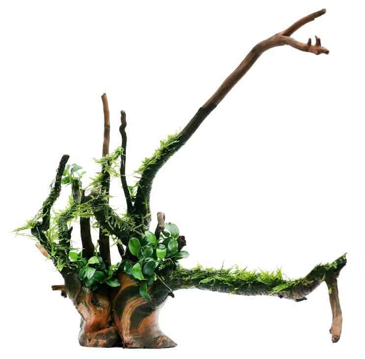 Anubias Nana és Java Moss