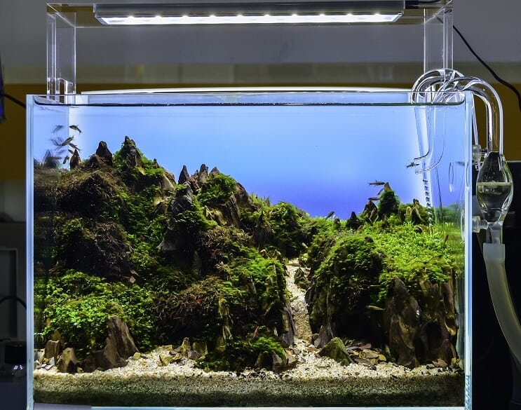 Aquascaped akvárium