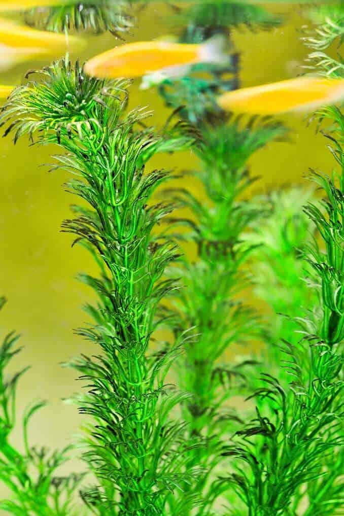 Hornwort: A teljes ellátási útmutató