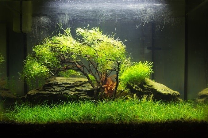 Aquascaped akvárium