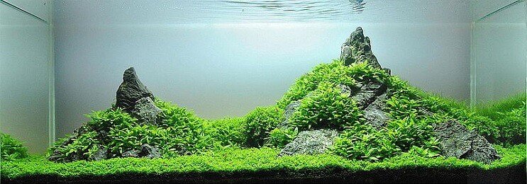 Staurogyne Repens Megjelenés