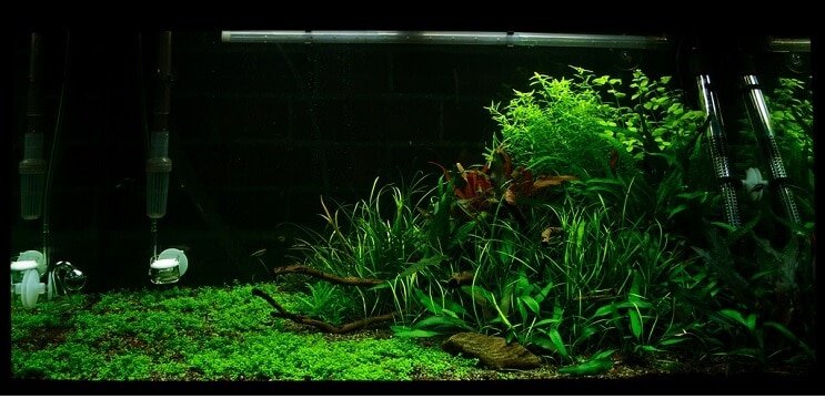 Tartályviszonyok Staurogyne repens
