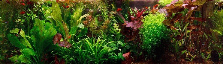Holland Aquascape