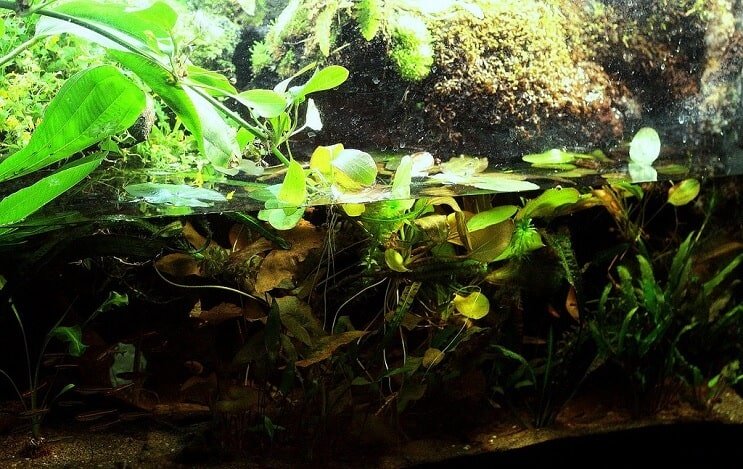 Paludarium beállítása