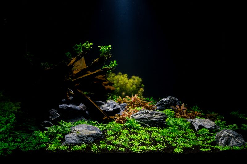 A legjobb növények a Betta Fish számára