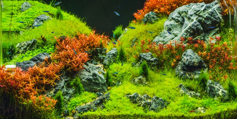 A legjobb növények a Betta Fish számára