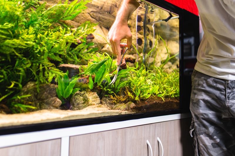 A legjobb növények a Betta Fish számára