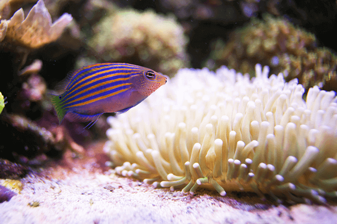 Hatsoros Wrasse