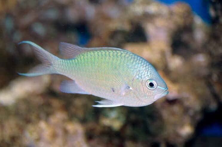 Zöld Chromis