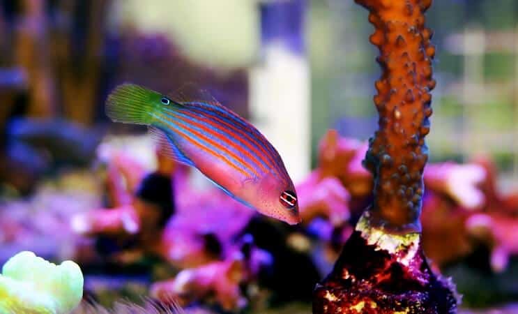 Hatsoros Wrasse