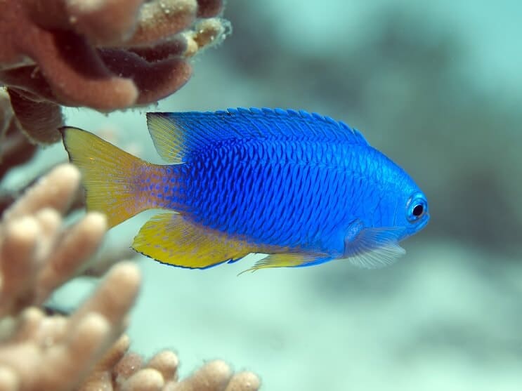 Zafír Damselfish