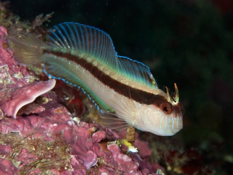 Fehér Blenny