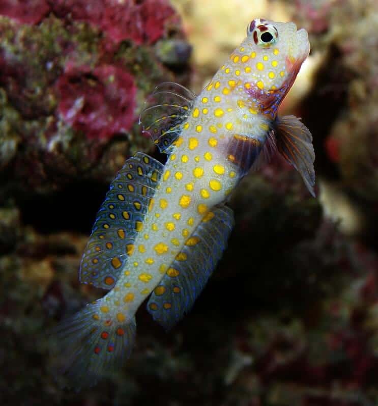 Narancsfoltos Goby