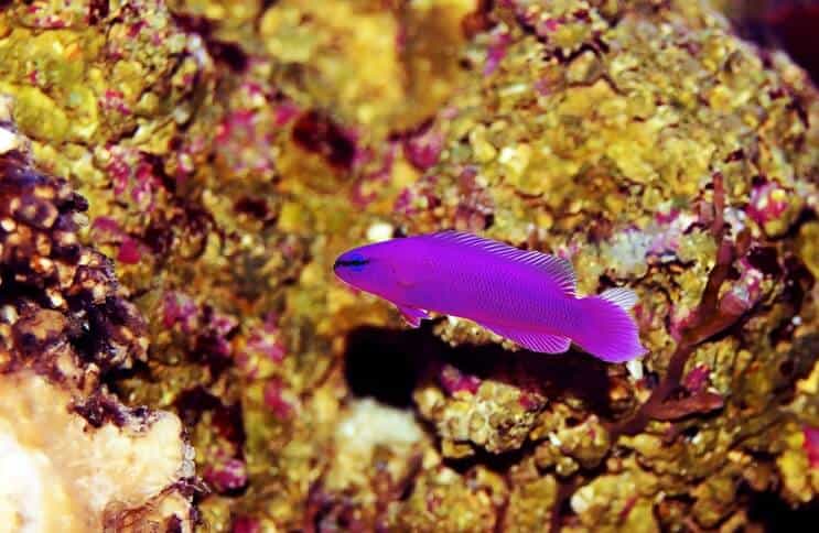 Orchidea dottyback hal