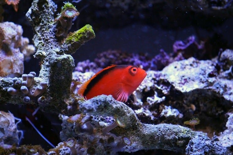 Láng Hawkfish